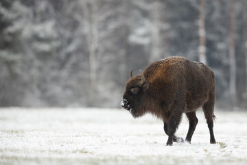 European bison -  Bison bonasus in the winter Knyszyn Forest