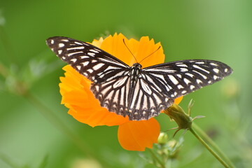 Fototapeta na wymiar blue glassy tiger butterfly (ideopsis vulgaris)