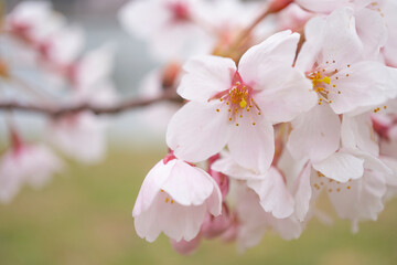 公園の桜の花のアップ