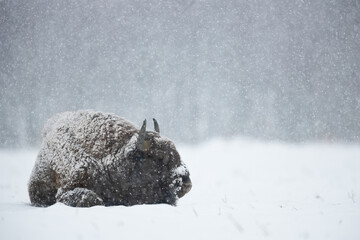 European bison -  Bison bonasus in the winter Knyszyn Forest © szczepank