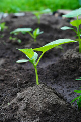 young strong cucumber sprout grows in soil. It grows from soil in fresh air