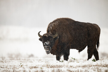 European bison -  Bison bonasus in the winter Knyszyn Forest © szczepank