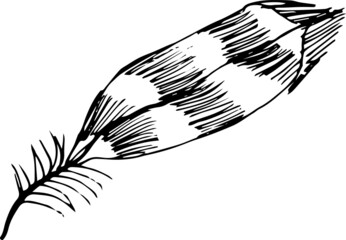 Feathers boho style. graphic illustration hand-drawn, vector. Print, textile, vintage, retro, doodle, sketch.
