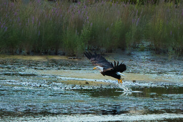 Bald Eagle taking off from shoreline. Wings extended on Haliaeetus leucocephalus as it launches from the ground, splashing water as it soars