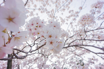 夕方の逆光の満開の桜