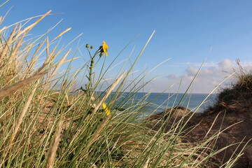 Blumenpracht Nordsee