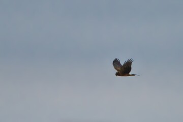 Northern harrier in flight against trees and grey sky