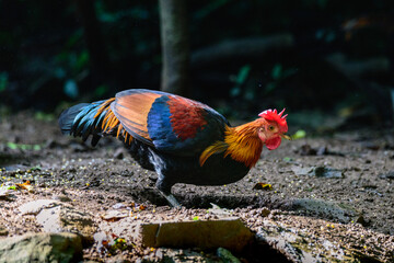 Fototapeta premium Bird, Red Junglefowl ( Gallus gallus ), Birds on ground