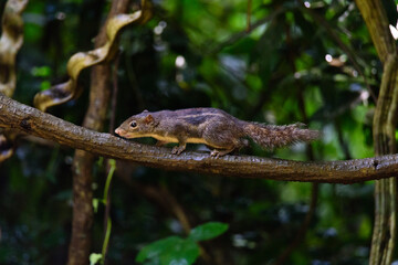 Pallas's squirrel, Callosciurus erythraeus, hunts for food