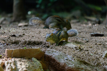 Pallas's squirrel, Callosciurus erythraeus, hunts for food
