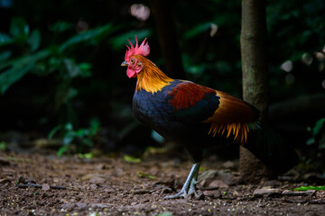Bird, Red Junglefowl ( Gallus gallus ), Birds on ground