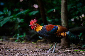 Bird, Red Junglefowl ( Gallus gallus ), Birds on ground