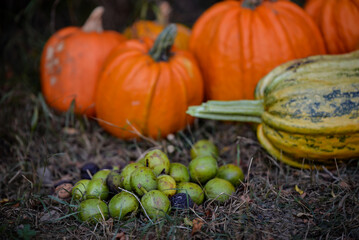 a pile of green walnuts on the ground placed next to a group of pumpkins. rich autumn harvest at the village farm