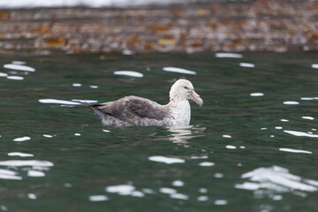 South Georgia gray albatross close up on a cloudy winter day 