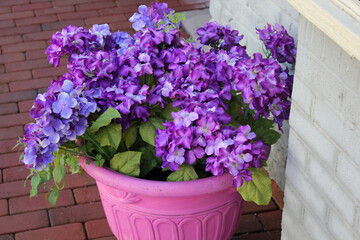 Potted violet flowers with pink pot on the brick sidewalk.