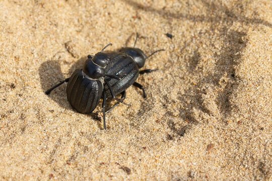 Pimelia costata, copulation of beetles on the sand