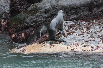 South Georgia sea lion colony on a cloudy winter day 