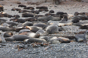 South Georgia sea lion colony on a cloudy winter day 