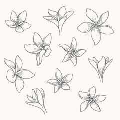 Fototapeta na wymiar Plumeria flower. Different types of flower. Flat line vector illustration.