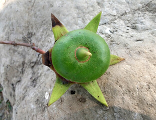 A single green and young unripe fruit of sonneratia caseolaris