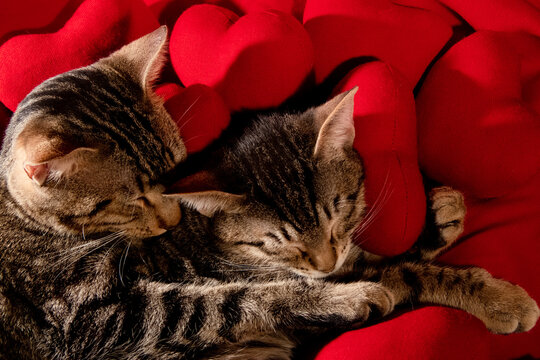 sleeping cats on the red heards, valentine's day.