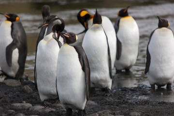 South Georgia group of king penguins close up on a sunny winter day