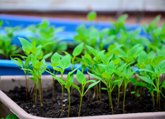 Young pepper seedlings in the garden in spring. Concept of ecology, cultivation, agriculture.