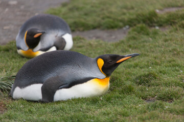 Fototapeta premium South Georgia portrait of a royal penguin close up on a sunny winter day