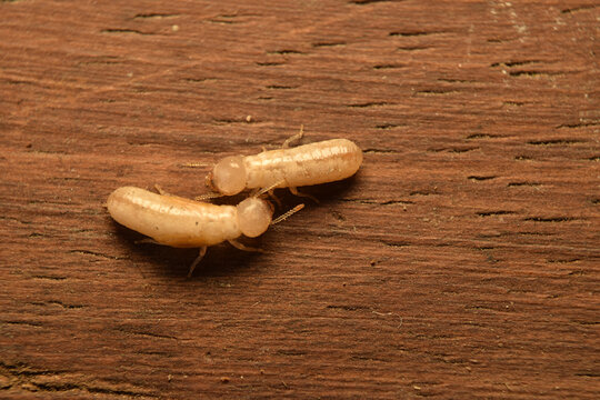 Drywood Termites, Live Mainly In Dry Wood.