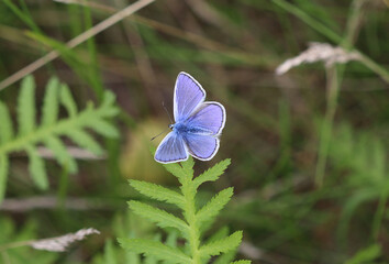 Hauhechel-Bläuling - Common blue