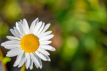 daisy flower closeup
