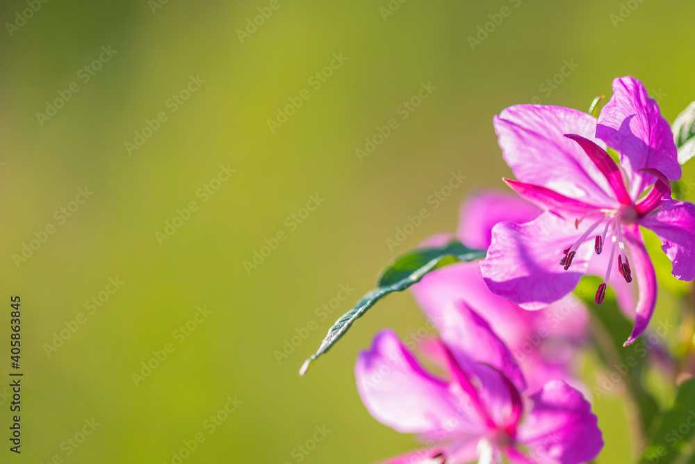 Wall mural bee on flower