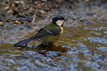 Kohlmeise bei einem Bad im Fluss