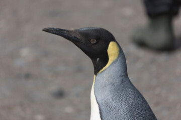 Naklejka premium South Georgia portrait of a royal penguin close up on a sunny winter day