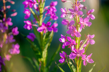 flowers in the garden