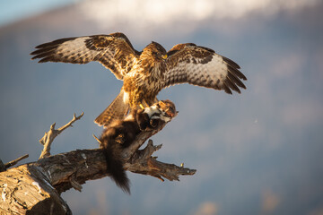 Majestic common buzzard, buteo buteo, landing on branch with a kill of marten in claws. Strong bird of prey hunting mammal predator in winter at sunrise. Animal wildlife in wilderness.