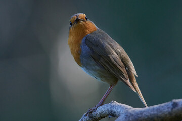 Rotkehlchen (Erithacus rubecula)	