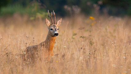 Roe deer, capreolus capreolus, standing in tall grass in summertime nature. Roebuck looking on...