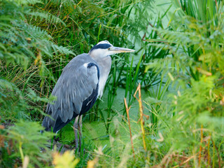 Heron in Bushy Park, London UK
