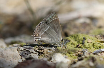 Blauer Eichen-Zipfelfalter - 