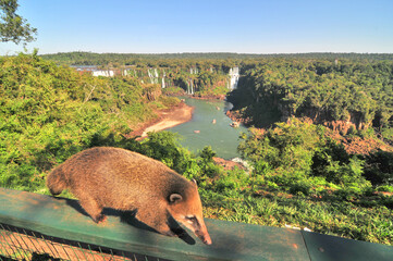 Ostronos spacerujący po balustradzie w parku narodowym Iguazu.