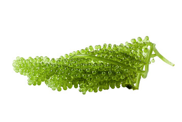 Naklejka premium Oval sea grapes seaweed, Close up Green Caviar isolated on white background.