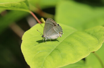 Blauer Eichen-Zipfelfalter - Purple hairstreak