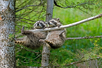Two young raccoons hanging out