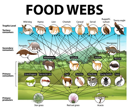 Food Web Diagram Biology Diagrams