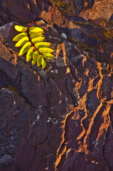 579-35 Mountain Ash on the Rocks