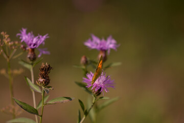 a butterfly with orange wings and black dots sitting on a purple flower in the sunlight during summer period
