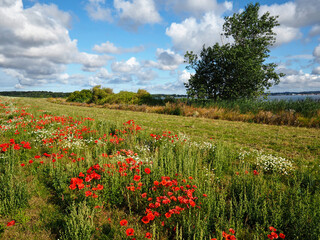 Beautiful spring landscape with blooming flowers on meadow