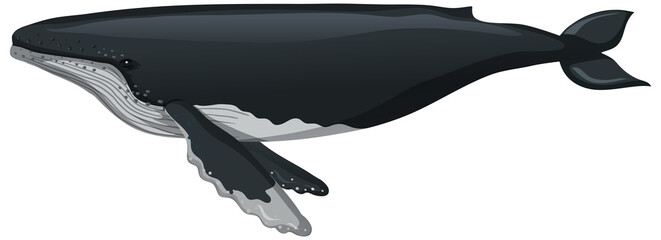 A whale in cartoon style isolated on white background