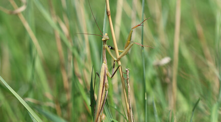 Europäische Gottesanbeterin - European mantis
